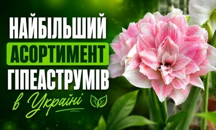 Найбільший асортимент гіпеаструмів в Україні