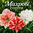 Махрові гіпеаструми