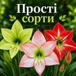 Прості гіпеаструми